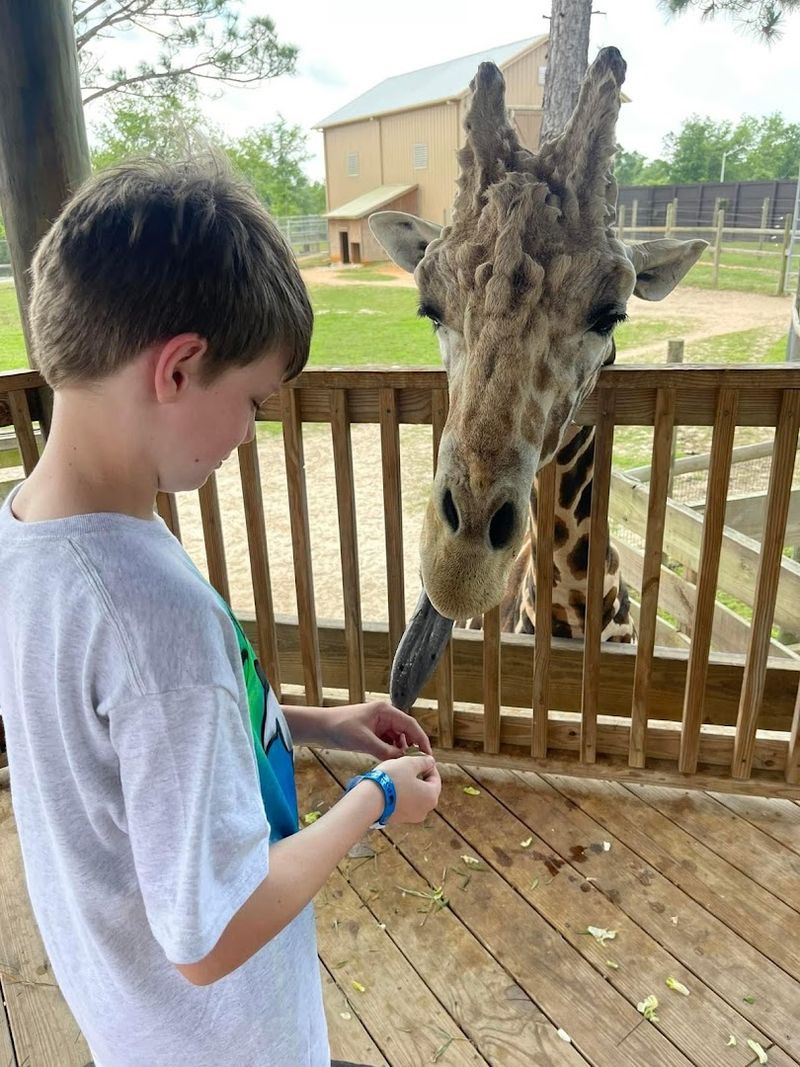 Giraffe Feeding Gives You a Towering Moment of Pure Joy Giraffe Feeding Gives You a Towering Moment of Pure Joy