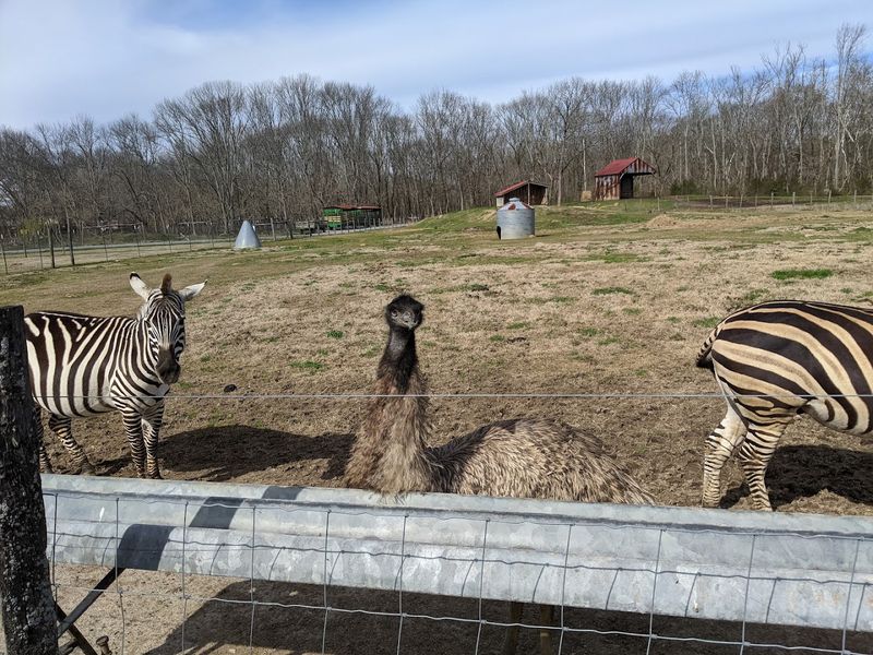 Giraffes, Zebras, and Animals You Did Not Expect
