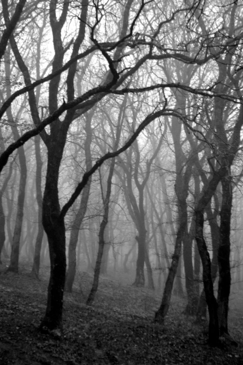 Glowing Red Eyes in the Woods