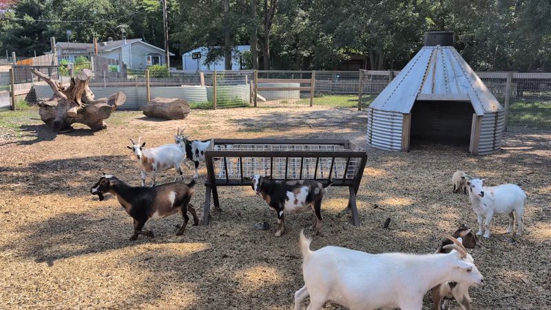 Goat Cuddles, Baby Animals, and Hands-On Interaction Make It Personal