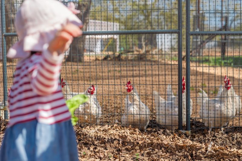 Chickens, Roosters, and Ducks Living Life Freely