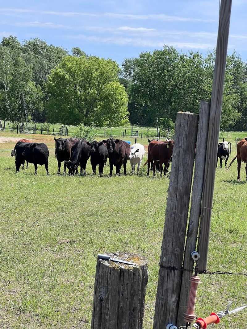 Grass-Fed Beef Raised the Right Way Grass-Fed Beef Raised the Right Way