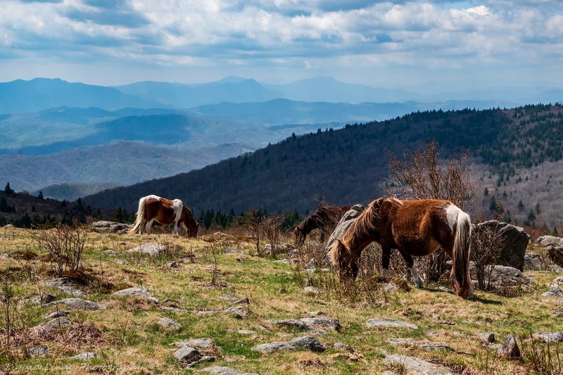 Grayson Highlands State Park, Mouth of Wilson