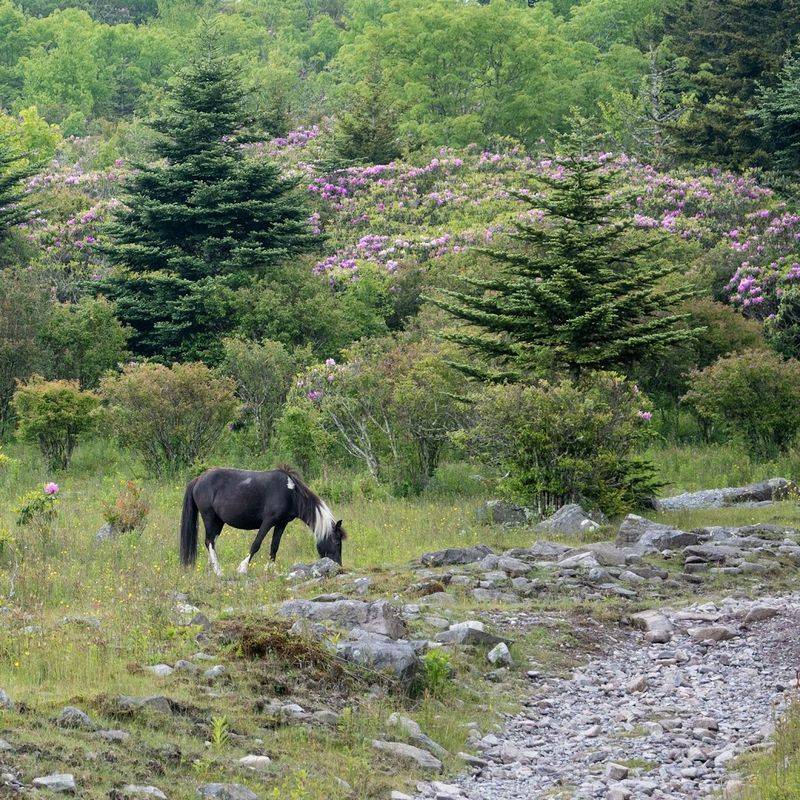 Grayson Highlands State Park: The Gateway to the Magic