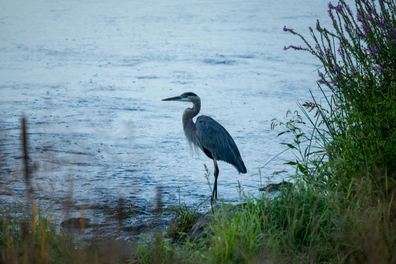 Great Blue Herons Ruling The Shoreline