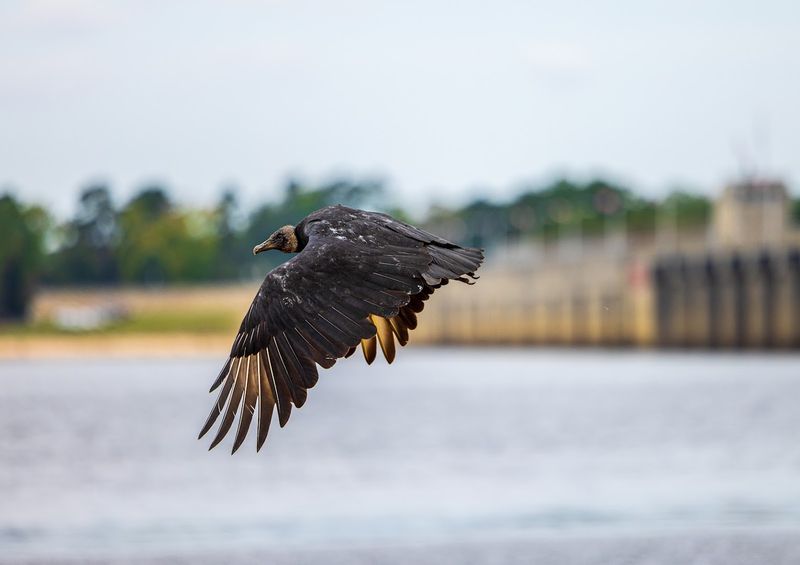 Great Blue Herons and the Wildlife Show That Never Gets Old
