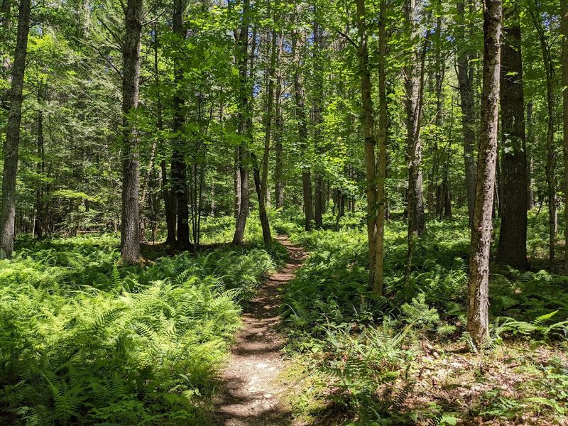 Greenbrier State Forest Gives You Room To Breathe Greenbrier State Forest Gives You Room To Breathe