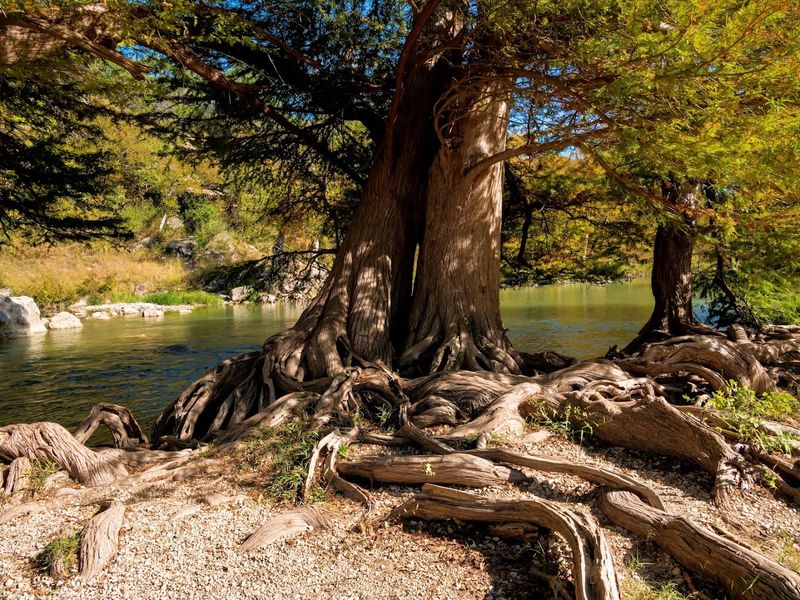 Guadalupe River State Park Paddling Trail Near Spring Branch