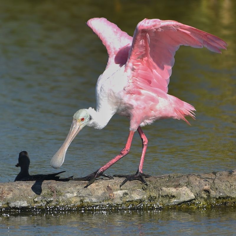 Guided Birding Tours With Naturalists Who Actually Know Their Stuff