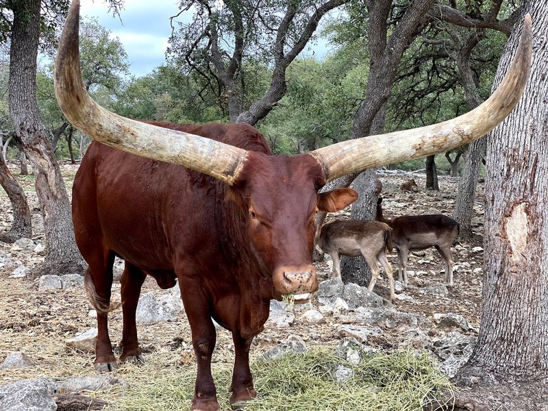 Guided Tours and VIP Animal Encounters