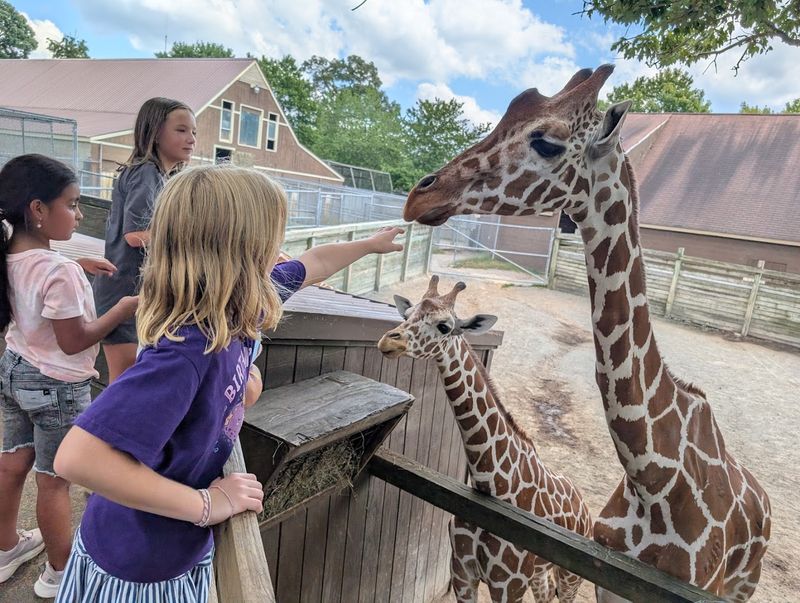 Hand-Feeding the Giraffes Up Close
