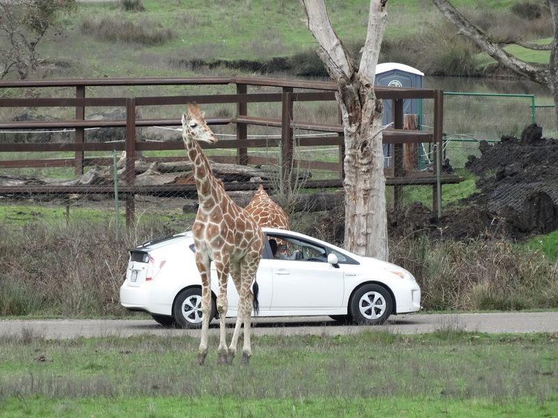 Hand-Feeding the Towering Giraffes