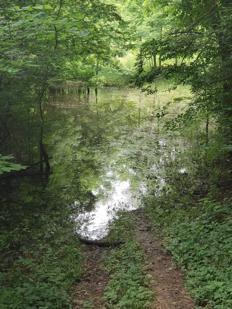 Hawn State Park Deserves Its Own Spotlight
