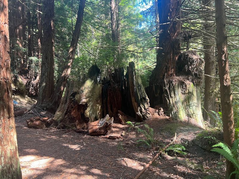Headwaters Forest Reserve: The Bigger Story Around Falk