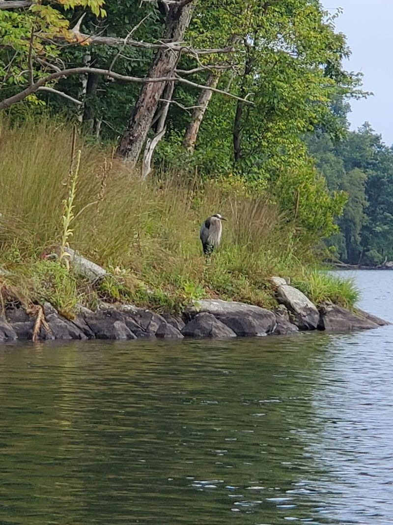 Herons, Eagles, and the Wildlife That Shares the Water
