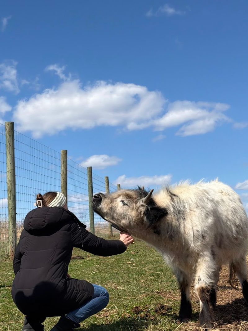 HighPark Cattle: A Breed Worth Knowing HighPark Cattle: A Breed Worth Knowing