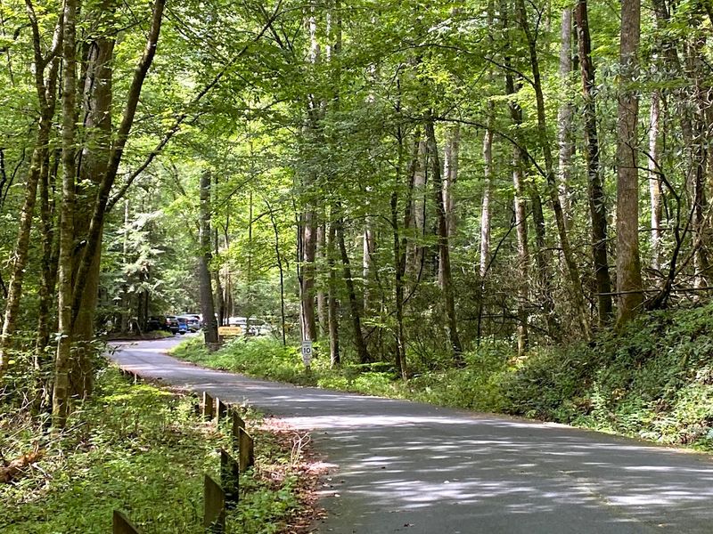 How You Can Support the Fight to Protect This Forest
