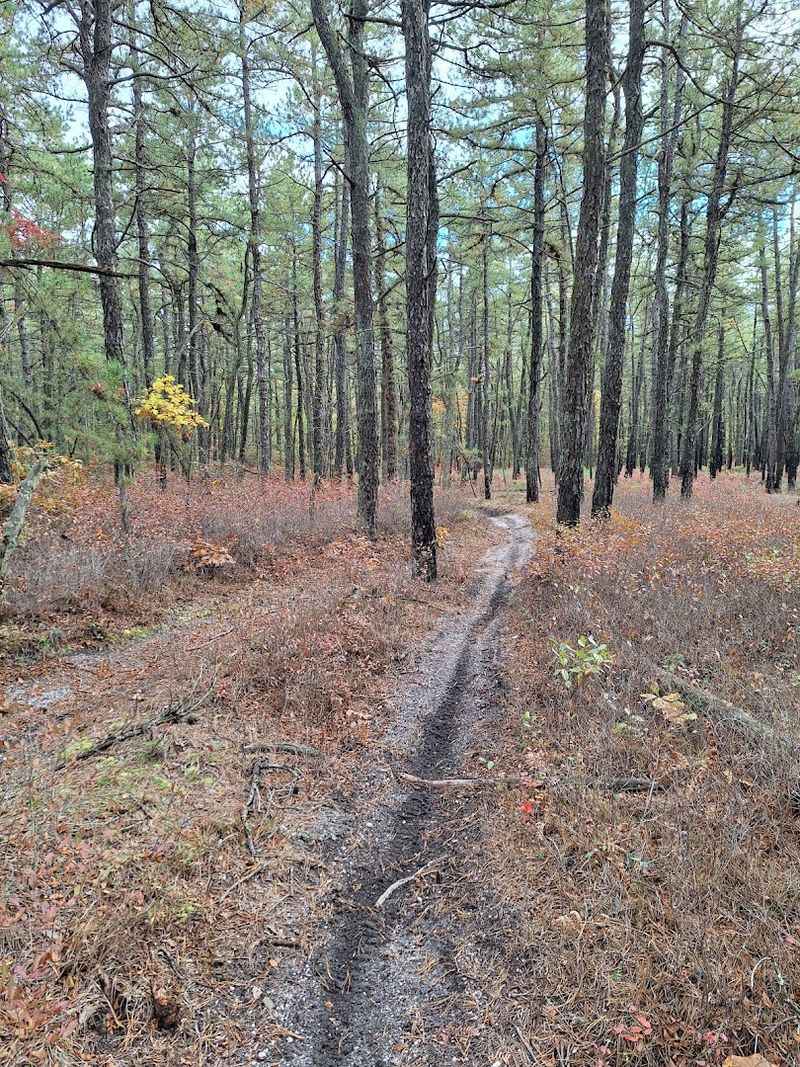 Hiking Through Sandy Trails and Pine Forest Paths