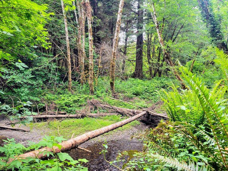 Hiking the Elk River Trail to the Falk Site