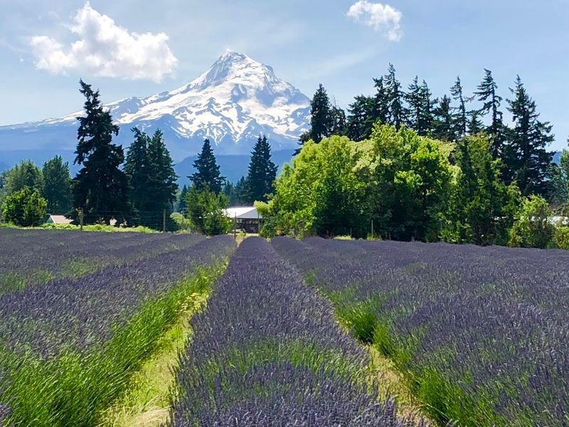Hood River Lavender Farms Festival, Hood River, Oregon