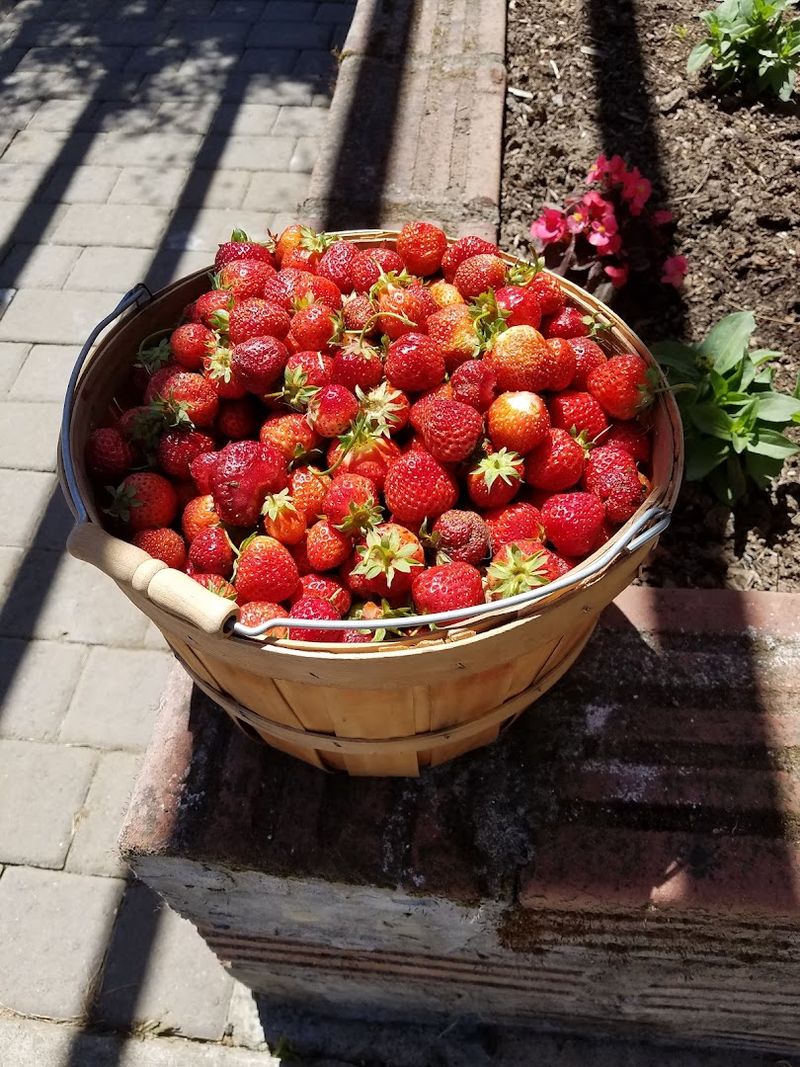 Hood Strawberries and Why They Taste So Different