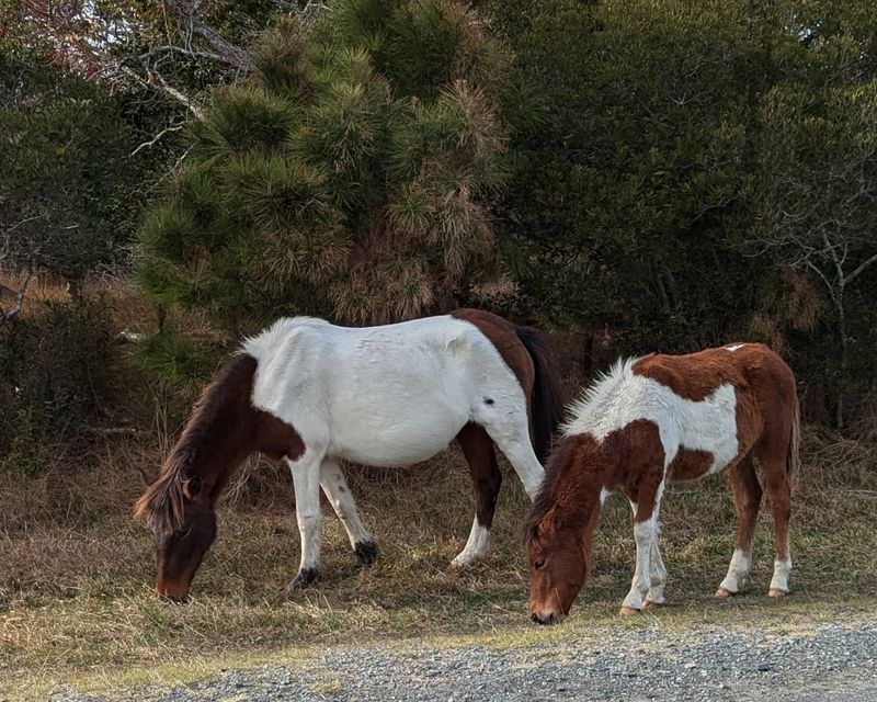 Horse Safety: What Every Visitor Needs to Know