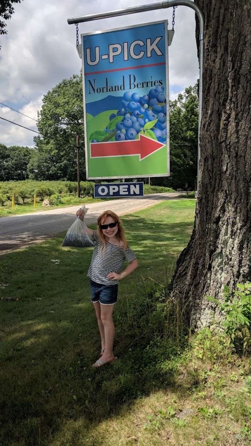 How To Find Norland Berries and Plan Your Visit How To Find Norland Berries and Plan Your Visit