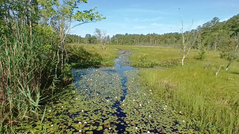 How the Pine Barrens Made Cranberry Farming Possible
