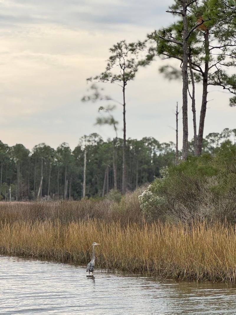 Incredible Wildlife Sightings Beyond Dolphins Incredible Wildlife Sightings Beyond Dolphins