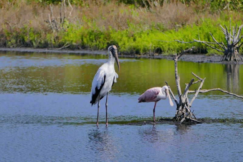 Merritt Island National Wildlife Refuge