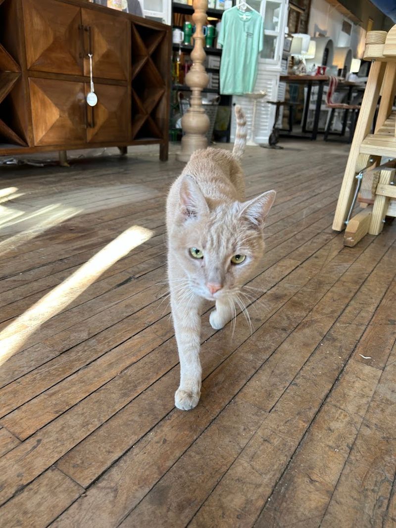 James and Madison, the Store Cats of Legend