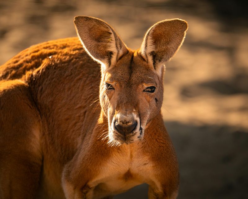 Kangaroo Collaborations Bring Something Truly Wild To Indiana Events