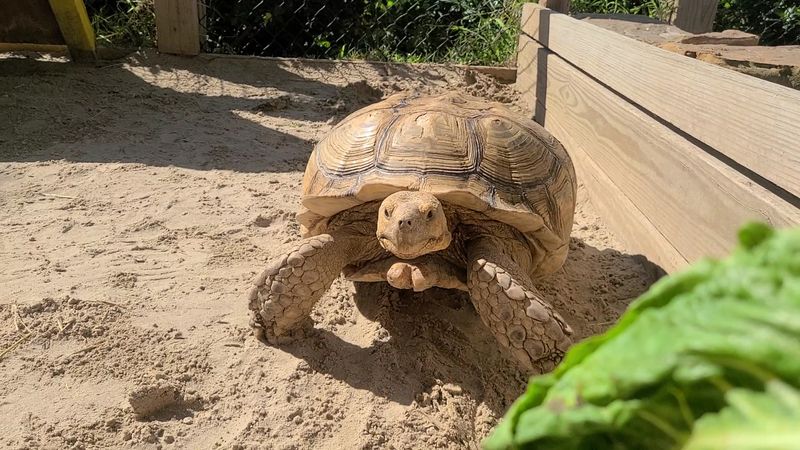 Kemp's Ridley Sea Turtles and the Wildlife You Did Not Expect to Find