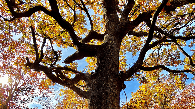 Keystone Ancient Forest, Sand Springs, Oklahoma