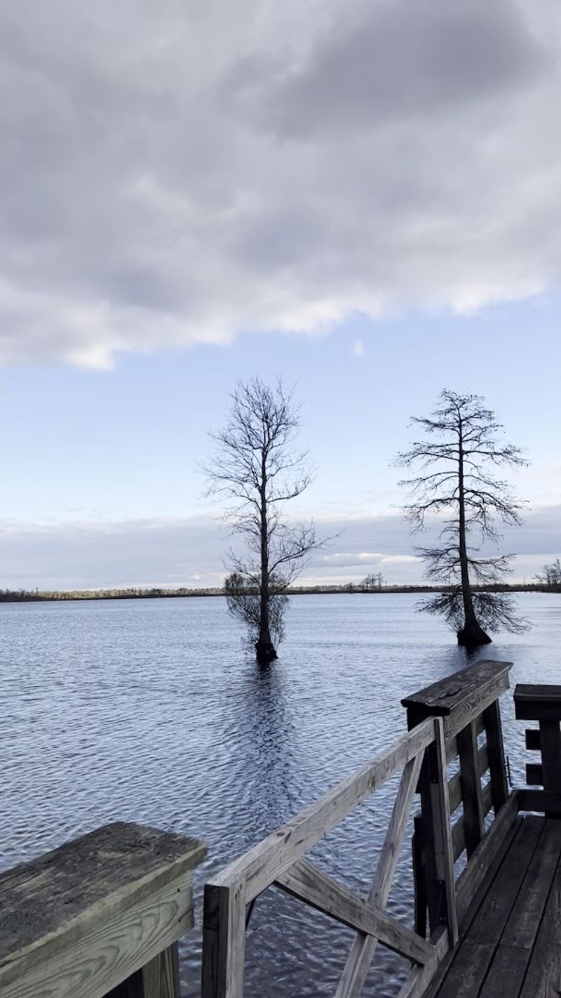 Lake Drummond, a Natural Wonder with Unusually Pure Water