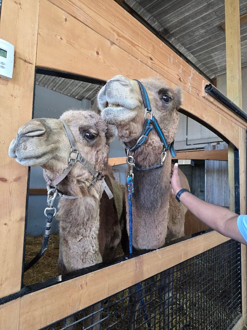 Learn the Truth About Camels and Leave Smarter Than You Arrived