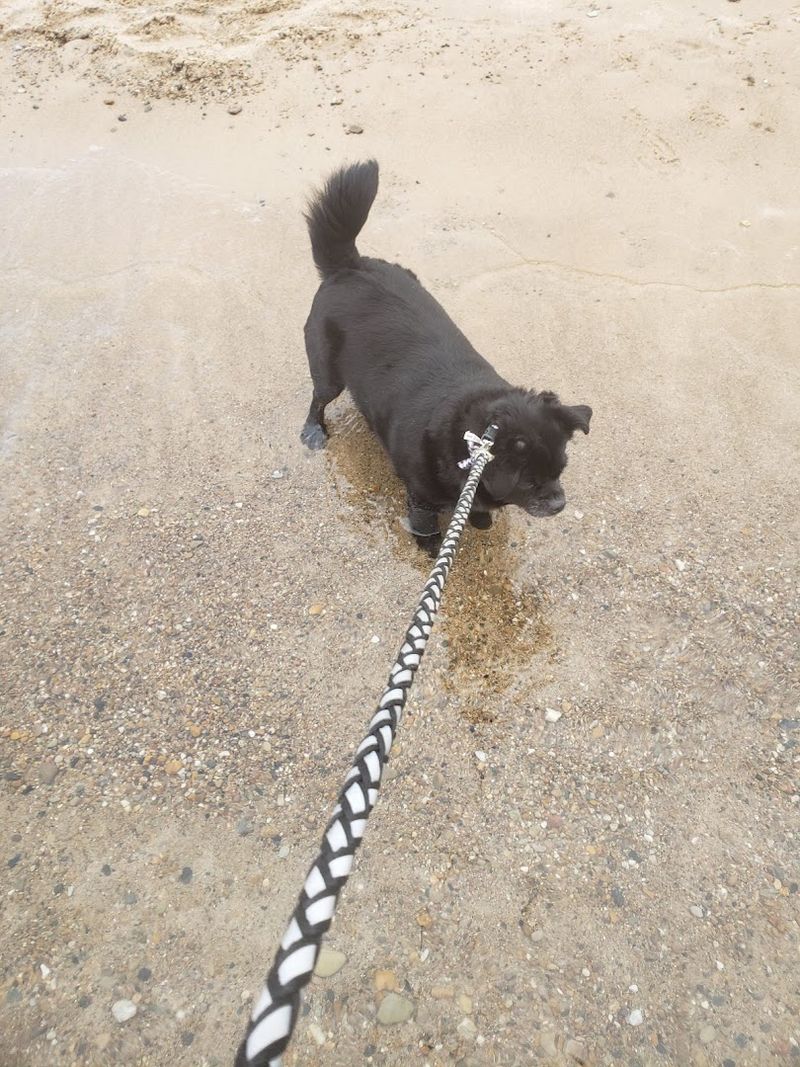 Leashed Dogs Are Welcome and That Changes Everything for Pet Owners