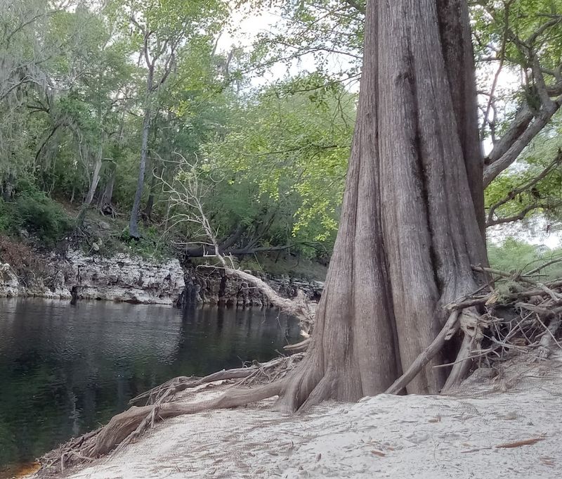 Live Oak