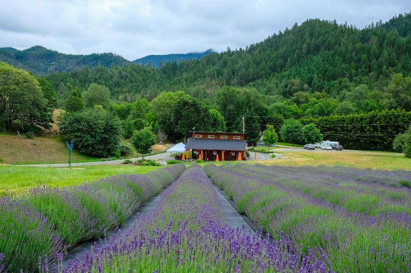 Longview Lavender Celebration, Grants Pass, Oregon