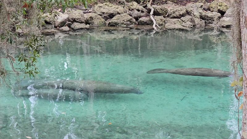 Crystal River National Wildlife Refuge