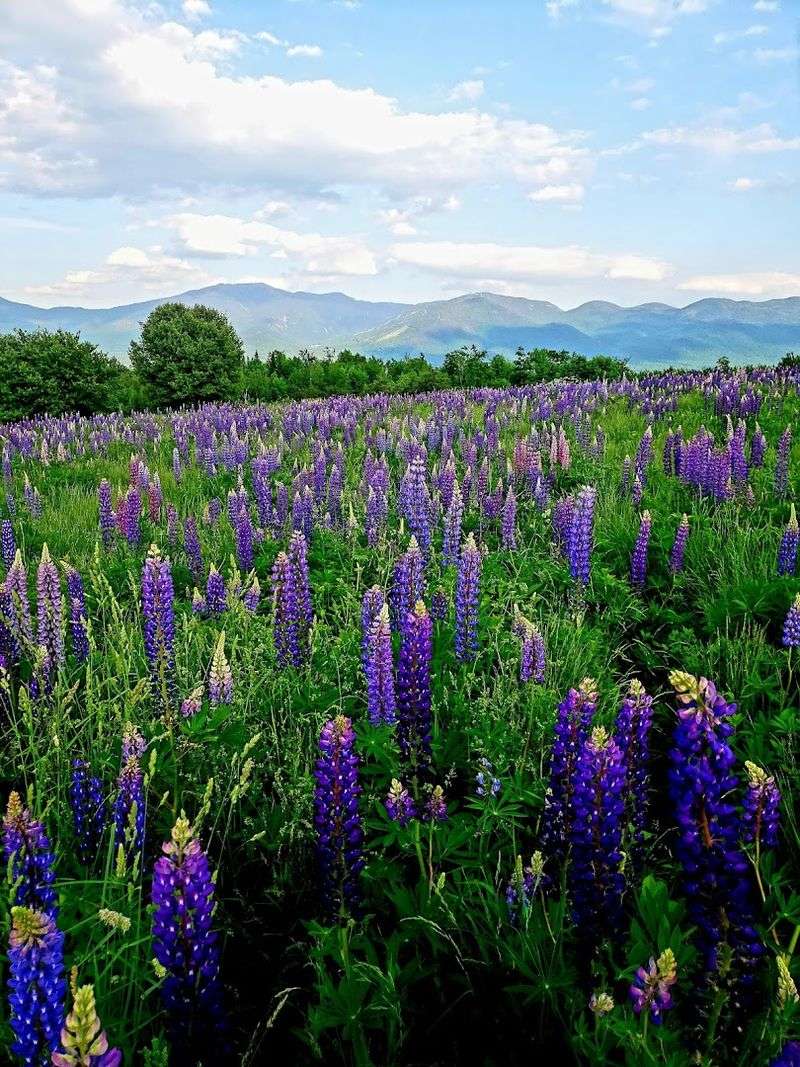 Lupine Season Turns Sugar Hill Into a Purple Dream Lupine Season Turns Sugar Hill Into a Purple Dream
