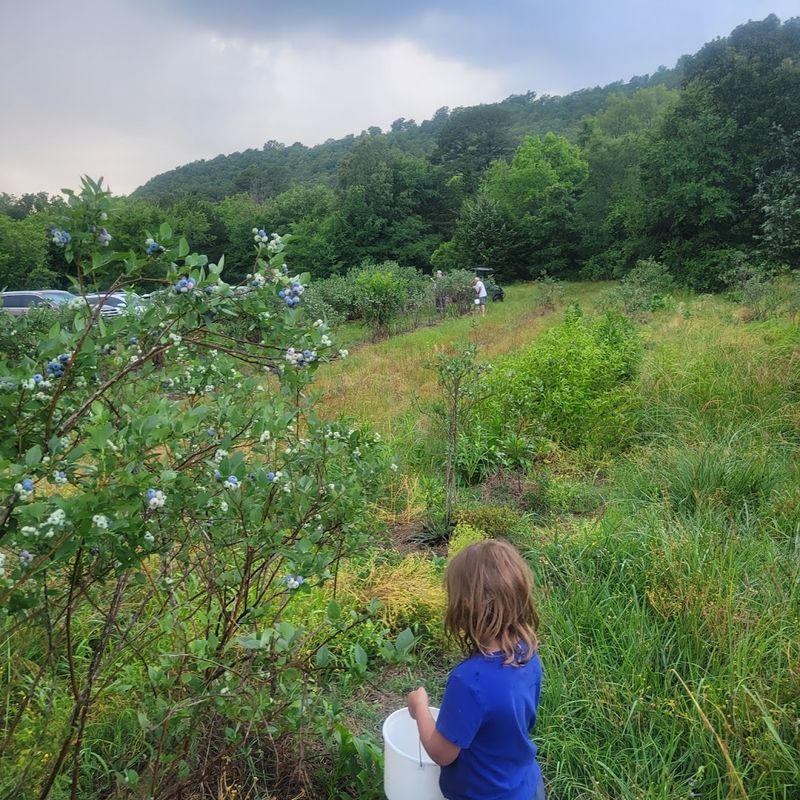 Maple Creek Berry Farm, Poteau