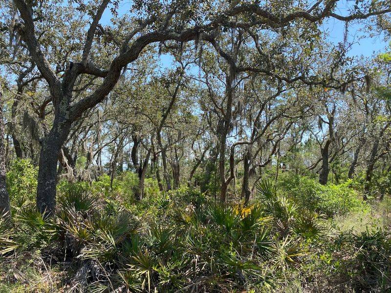 Maritime Forest and Wetlands Straight From a Nature Documentary