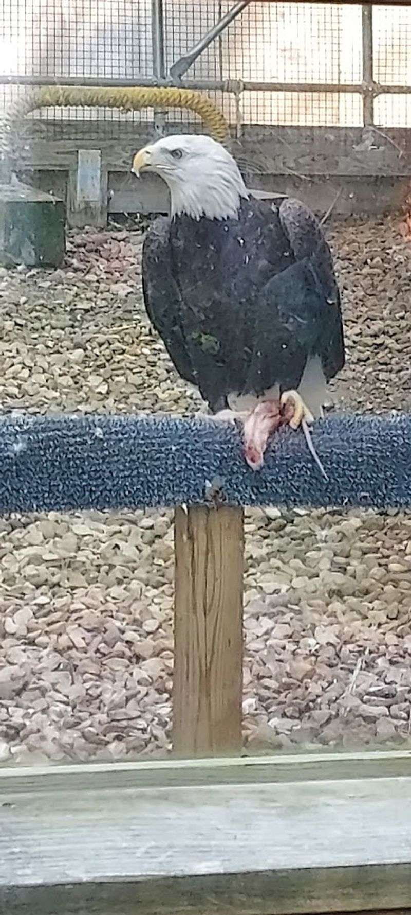 Meet Buddy the Bald Eagle Up Close