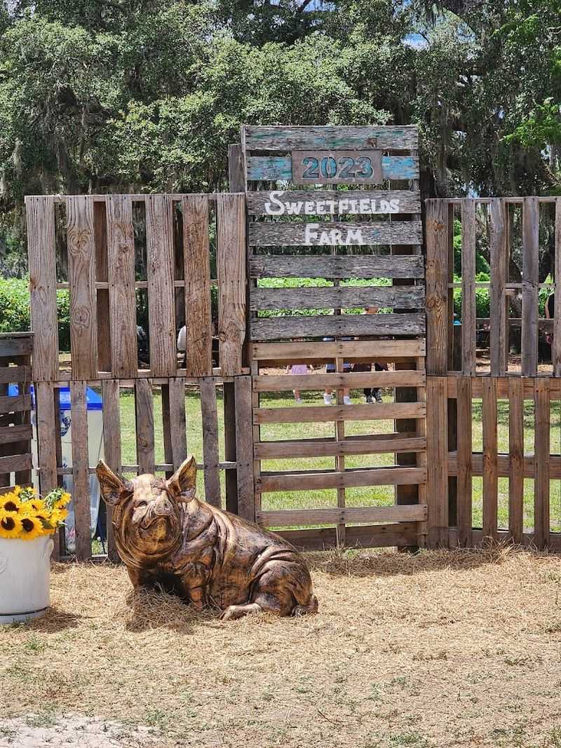 Meet Butter, The Retired Racing Pig With A Fan Club