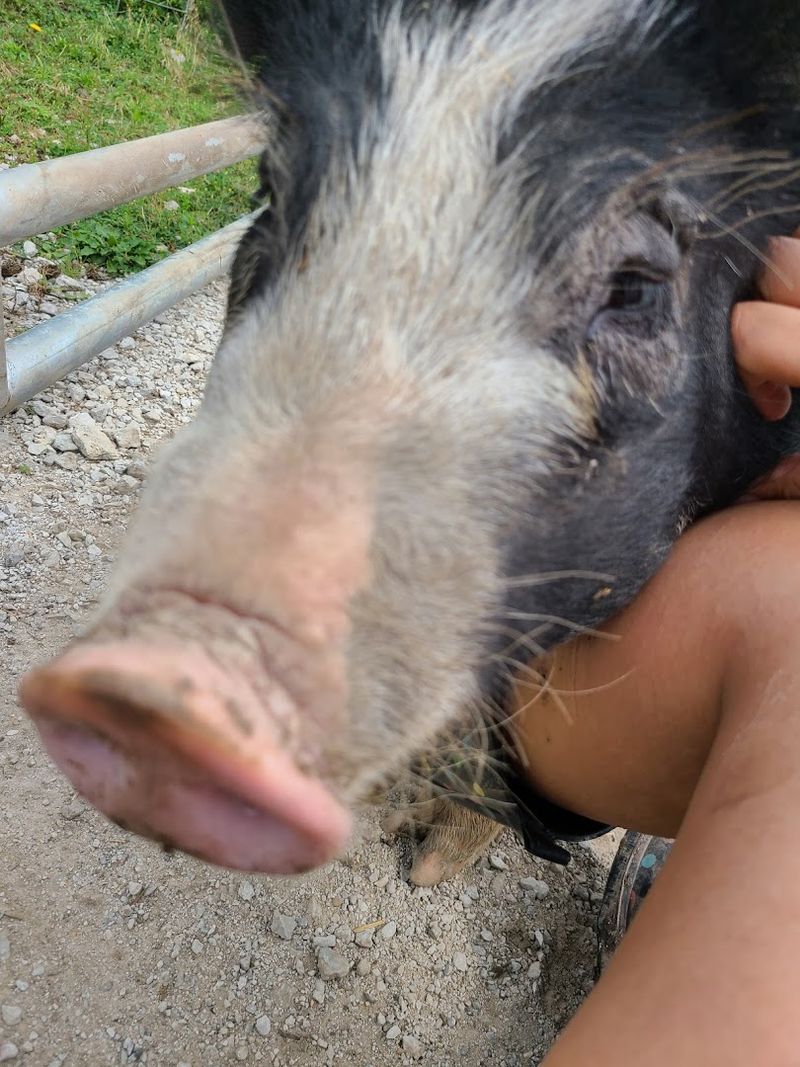 Experience Genuine Pig Snuggles and Interaction