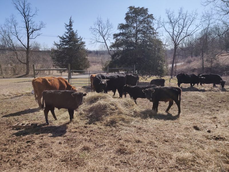 Meet the Bobolink Grazers, the Cows Behind the Cheese