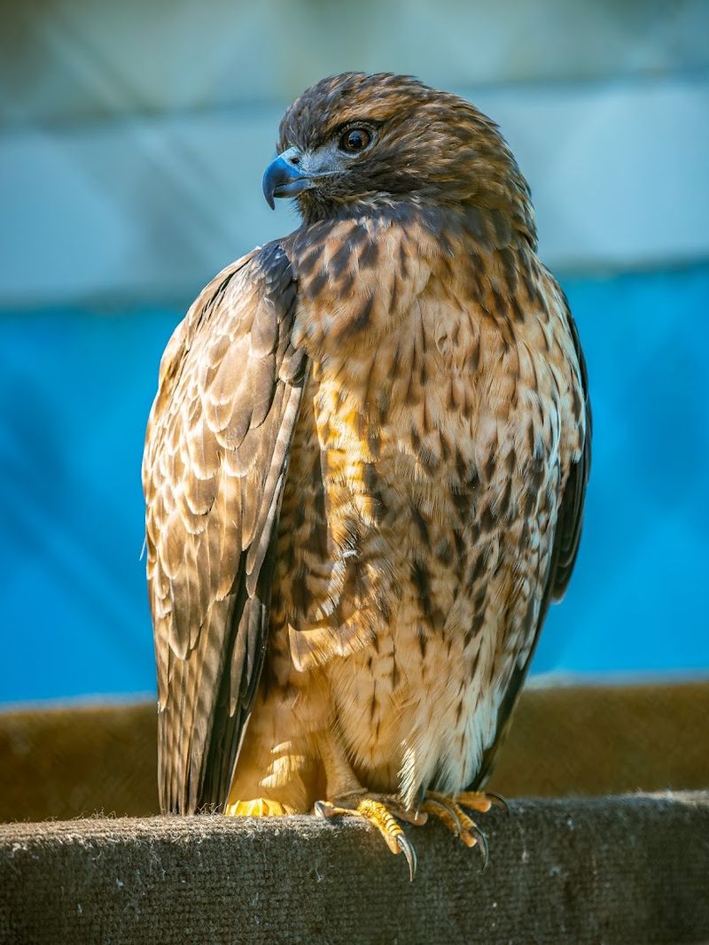 Meet the Resident Birds: Hawks, Eagles, Owls, and More