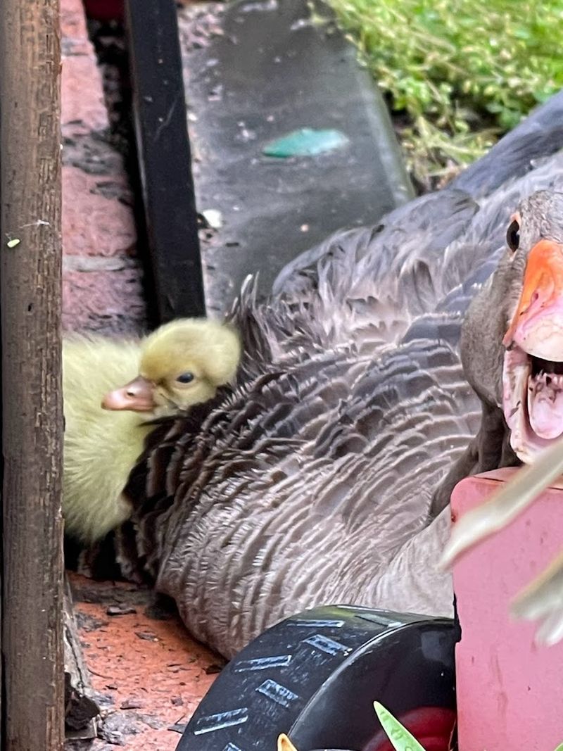 Llamas, Donkeys, and Geese, Oh My