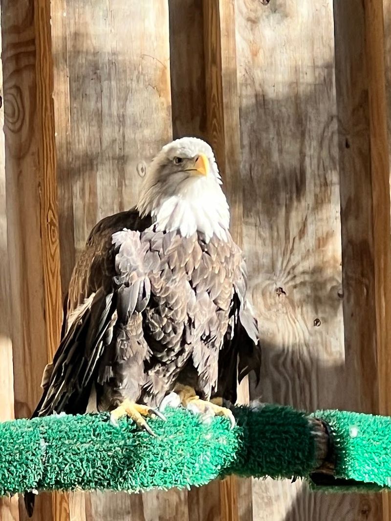 Meet the Wildlife Ambassadors Who Call Cedar Run Home
